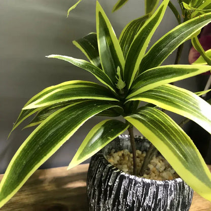 Künstliche Dracaena Reflexa mit 3 Köpfen – realistische Blätter, künstliche Pflanzen, Vasengrün, 36 cm